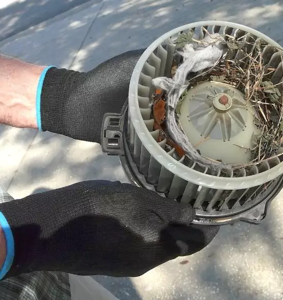 About Air Duct Rat Removal in Sarasota Springs, FL